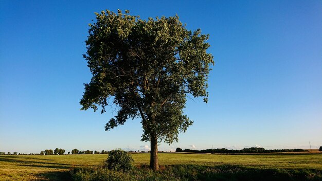 Foto albero in estate