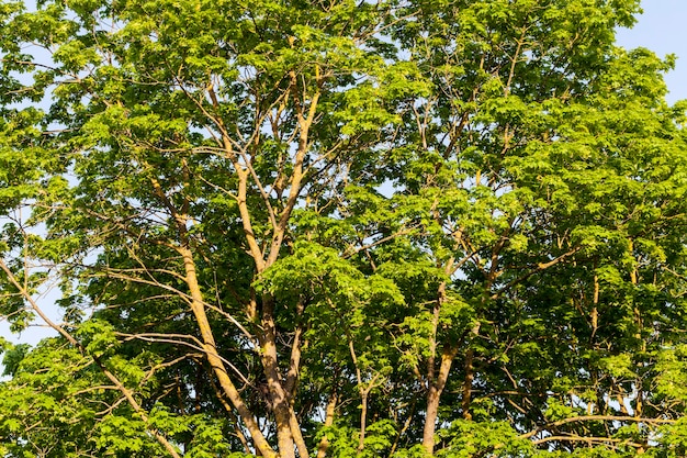 tree  in summer