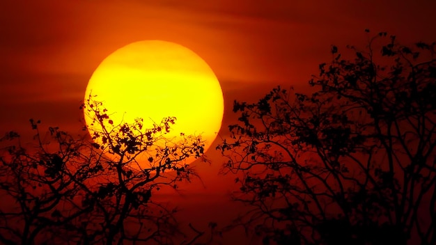 Foto albero al tramonto in sfondi di natura rurale