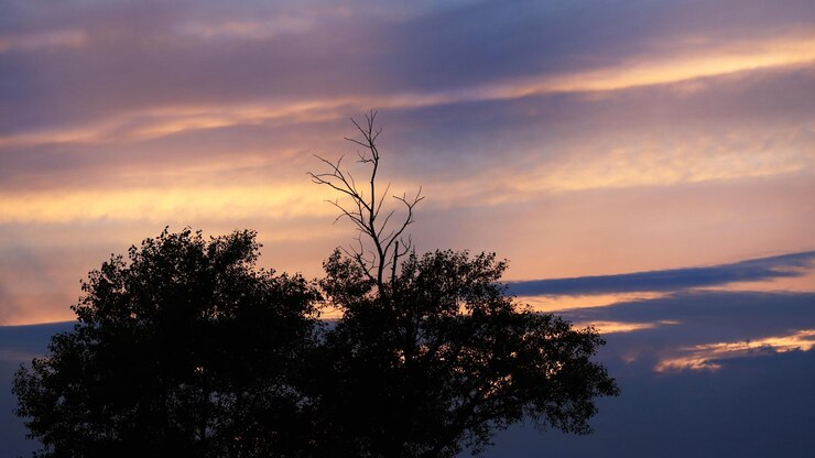 Photo tree over sunset sky