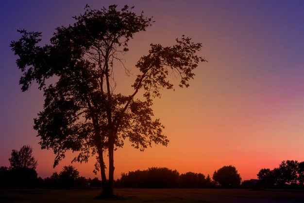 Tree at sunset