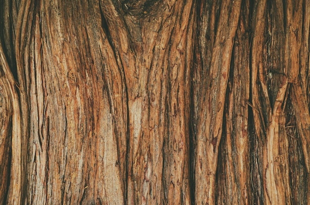 Tree surface texture