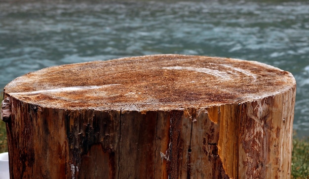 Tree Surface Wooden Background