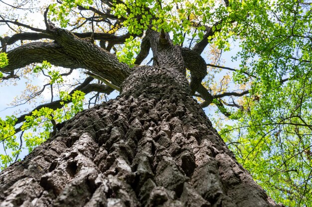 A tree taken from a lower angle