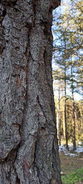 Текстура дерева фон естественное фото
