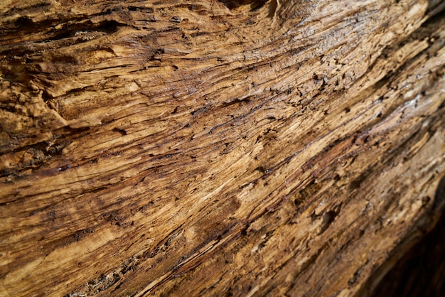 Foto struttura e priorità bassa dell'albero