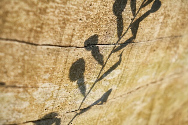 Foto struttura e priorità bassa dell'albero