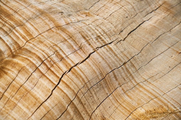 Foto struttura e priorità bassa dell'albero