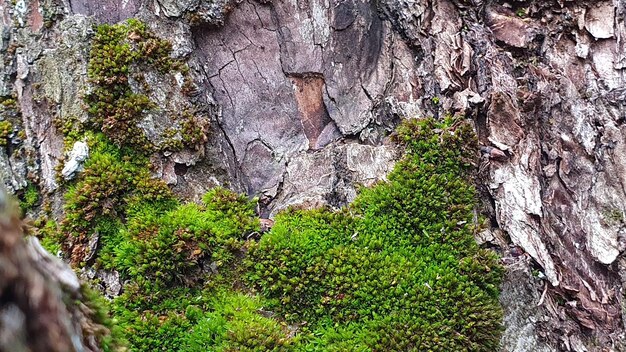 写真 樹木の質感 モス 自然 緑の皮 古い森林の木