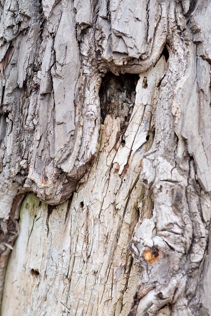 Tree texture tree bark