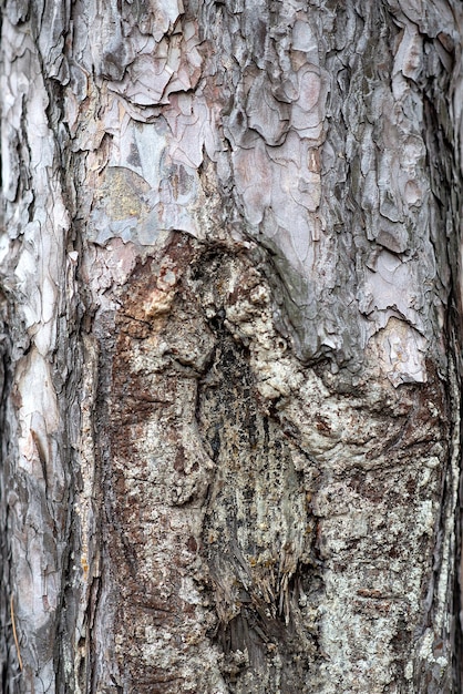 Tree texture tree bark