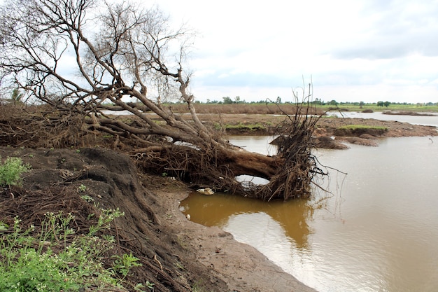 A tree that fell down in the rain