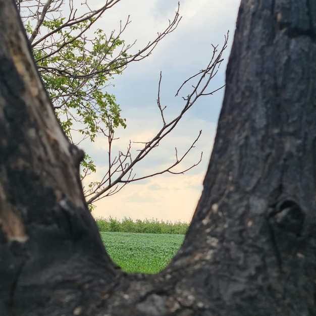 A tree that has been cut into a hole