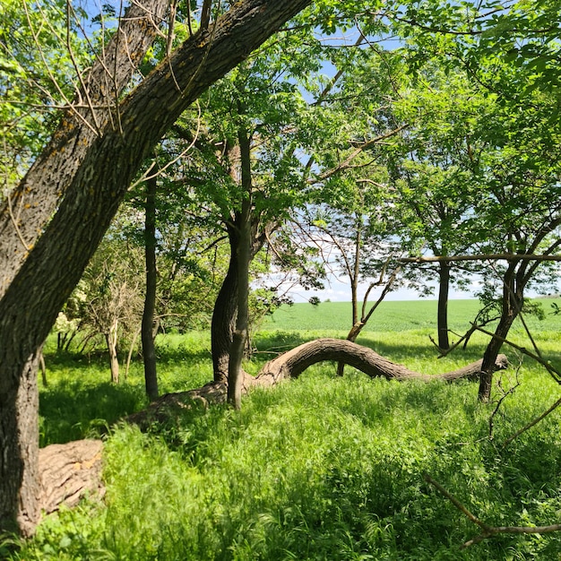 A tree that has been twisted over and is surrounded by grass and trees.