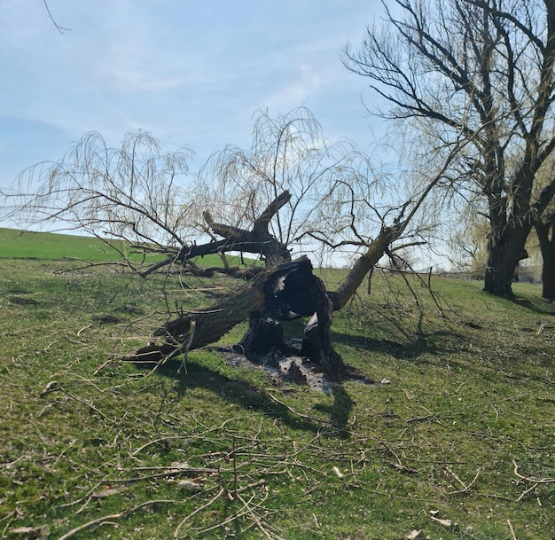 A tree that has fallen down in the grass