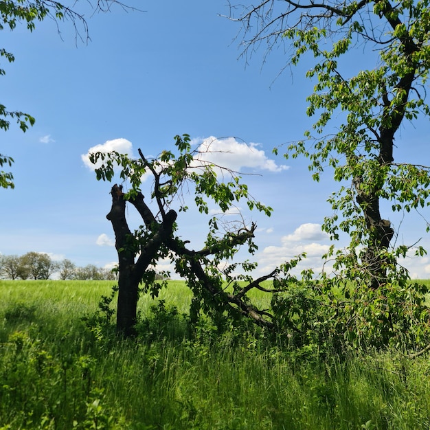 A tree that has fallen in the grass