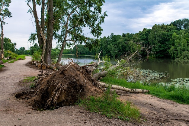 A tree that has fallen on it