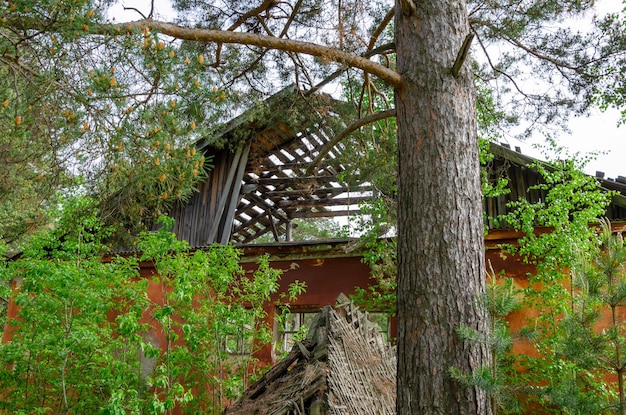 Foto un albero che è caduto su di esso