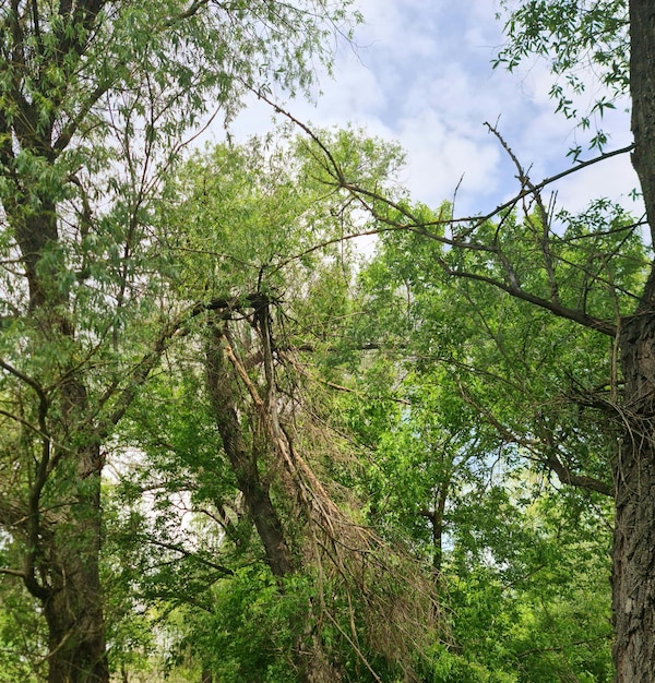 A tree that has a lot of branches on it