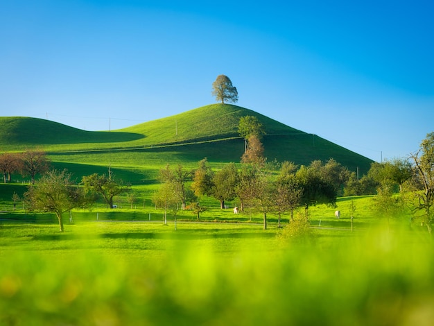 Tree on top of the hill Landscape before sunset Fields and pastures for animals Agricultural landscape in summer time High resolution photo