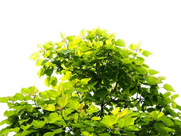 Tree top isolated over white