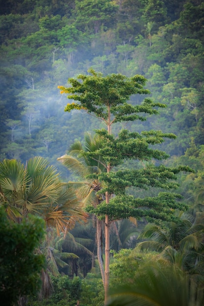 Photo tree top in the jungle