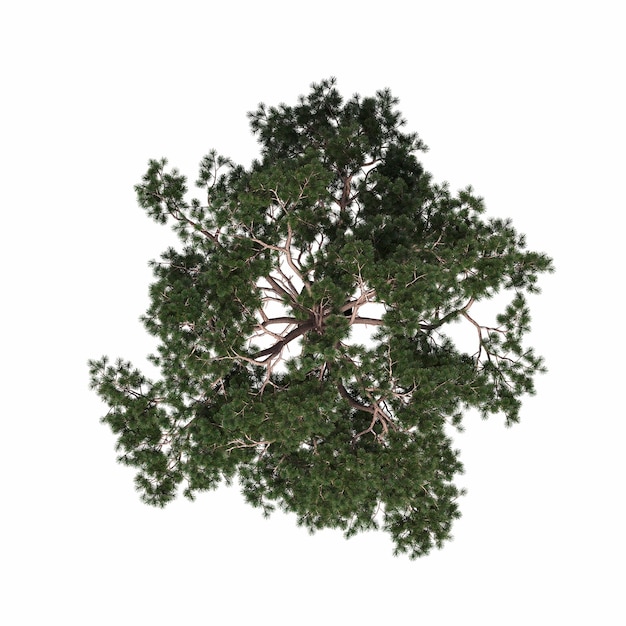 Фото Вид сверху на дерево, изолированный на белом фоне, 3d иллюстрация, cg render