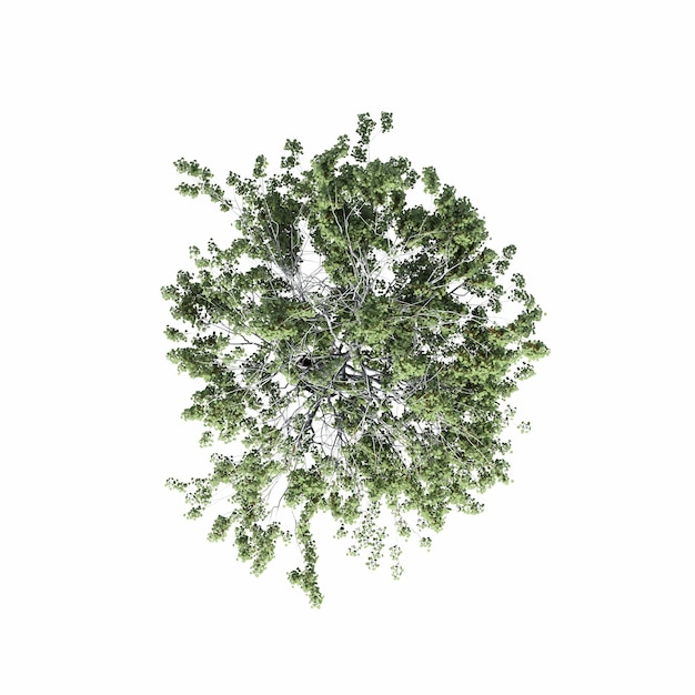 Foto vista dall'alto dell'albero, isolato su sfondo bianco, illustrazione 3d, rendering cg