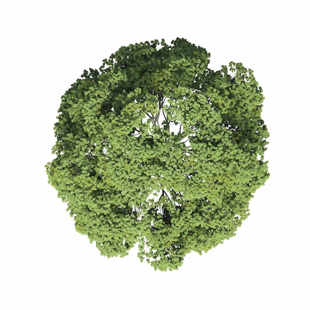 tree top view, isolated on white background, 3D illustration, cg render