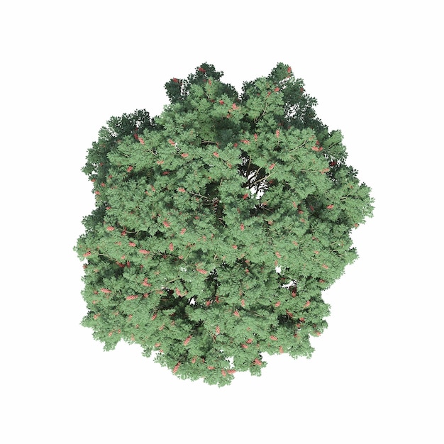 tree top view, isolated on white background, 3D illustration, cg render