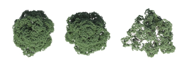 Photo tree top view, isolated on white background, 3d illustration, cg render