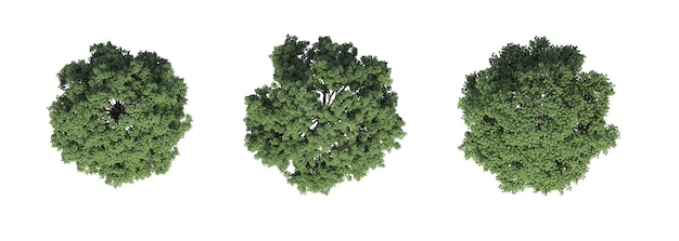 вид сверху на дерево, изолированный на белом фоне, 3D иллюстрация, cg render
