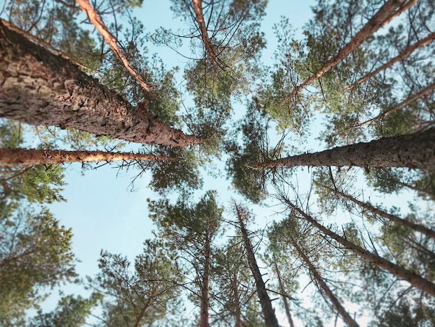 Photo tree tops against the sky