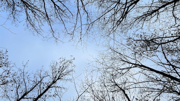 Tree tops without leaves in a wintry surrounding