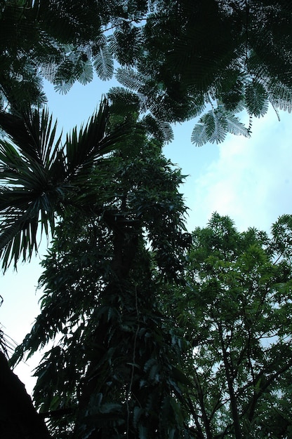 Tree tops