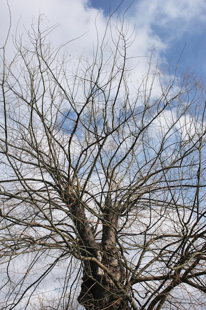 tree towards the sky