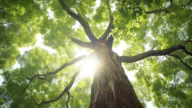 写真 太陽 の 光 に 浴び た 木 の 幹