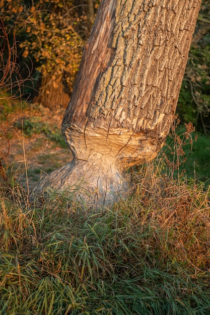Tree trunk bitten by beavers closeup