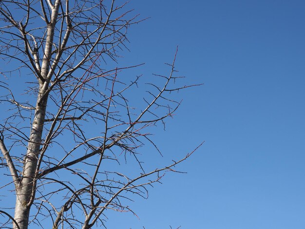 Tree trunk over blue sky