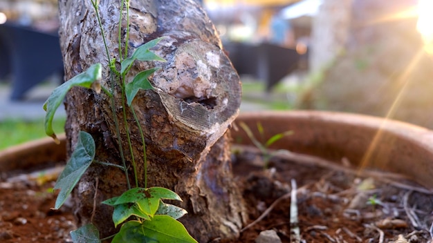 Foto primo piano del tronco d'albero con bagliore del sole, struttura in legno naturale.