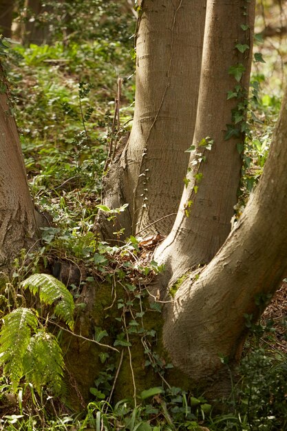 Photo tree trunk closeup on a sunny day.