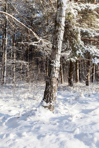 Ствол дерева засыпан снегом. Зимний лес, освещенный солнцем