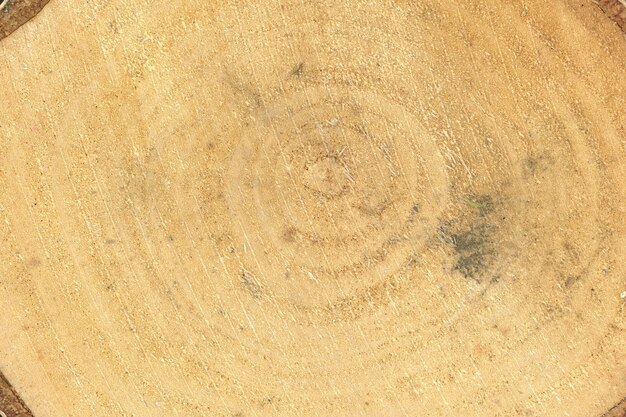 Tree trunk cross section background