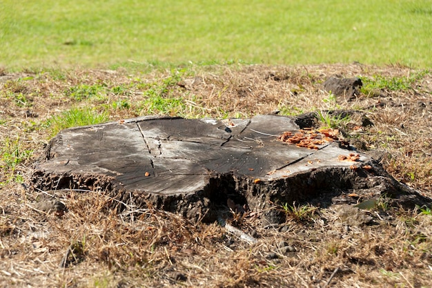 Foto tronco d'albero tagliato con funghi inquadratura orizzontale