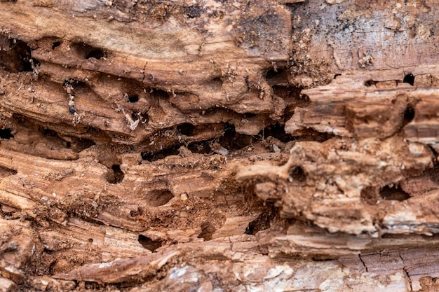 昆虫が食べる木の幹 自然な古い木の質感