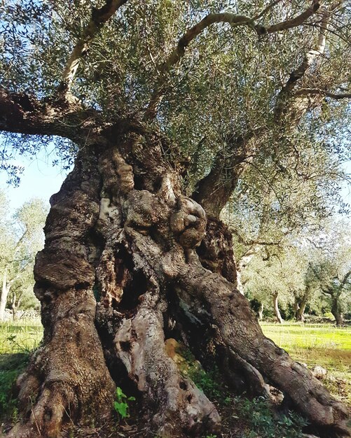 Tree trunk on field