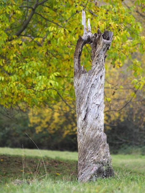 Photo tree trunk on field