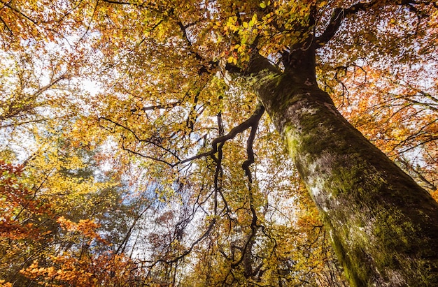 Foto il tronco e il fogliame in autunno