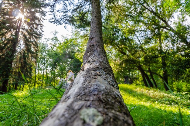 A tree trunk in a forest with the sun shining on it