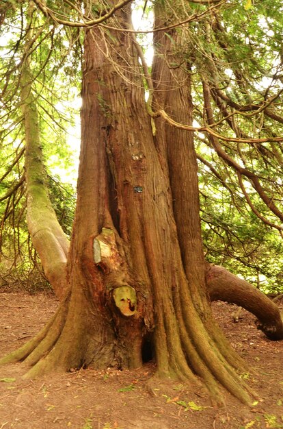 Tree trunk in forest